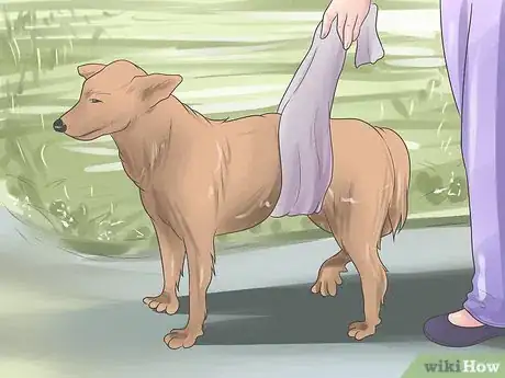 Imagen titulada Heal a Torn Dog ACL Without Surgery Step 4