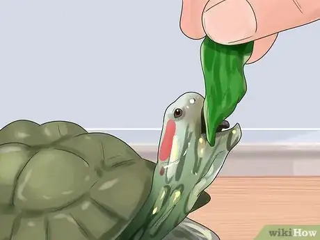Imagen titulada Keep Your Turtle Happy Step 5