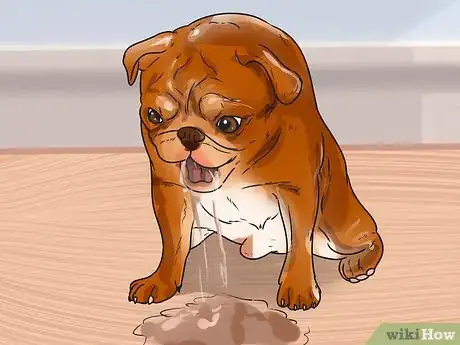 Imagen titulada Treat Neck Pain in Dogs Step 18