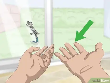 Imagen titulada Catch a Blue Tailed Skink Step 1