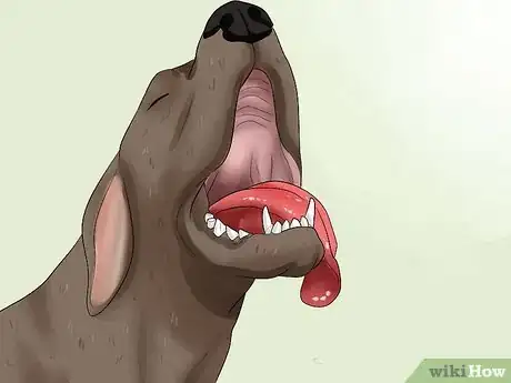 Imagen titulada Diagnose Bloat in Great Danes Step 2