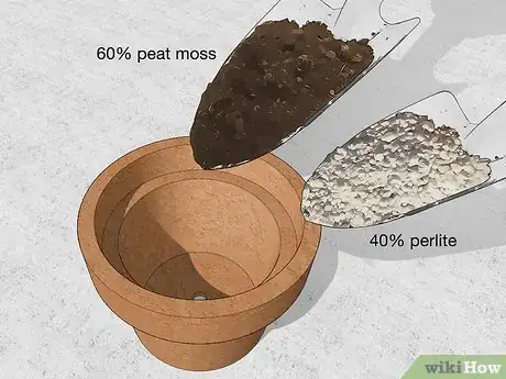 Imagen titulada Grow a Rudraksha Tree Step 3