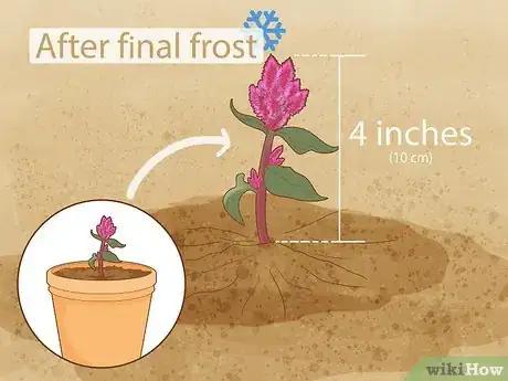 Imagen titulada Care for a Celosia Step 9