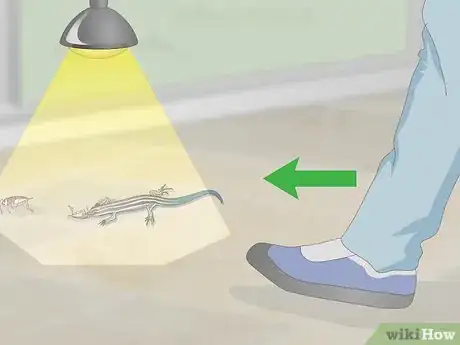 Imagen titulada Catch a Blue Tailed Skink Step 5