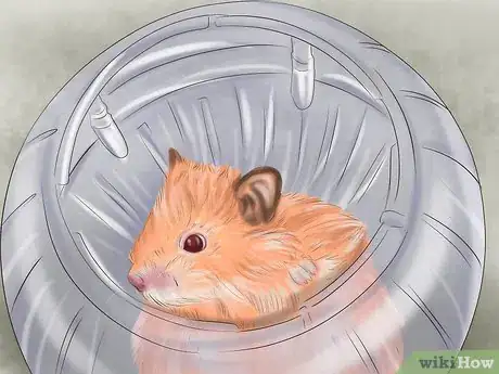 Imagen titulada Create a Bond With Your Hamster Step 10