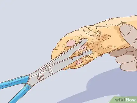 Imagen titulada Keep Litter from Clumping in Your Kitty's Paws Step 8