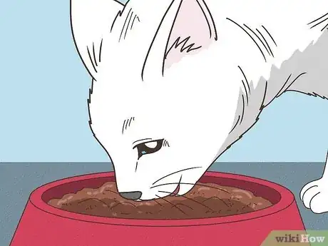 Imagen titulada Travel with a Cat Step 9