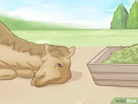 Imagen titulada Care for a Camel Step 10