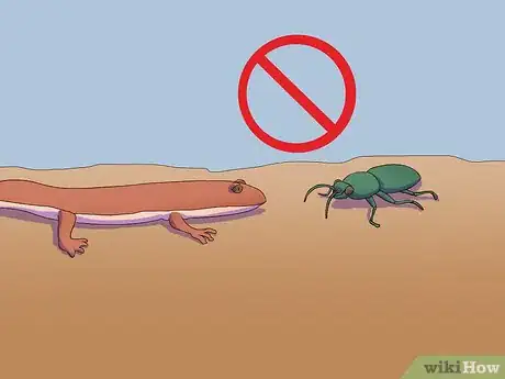 Imagen titulada Feed a Salamander Step 3