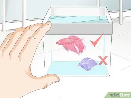Imagen titulada Pick a Betta Fish Step 4