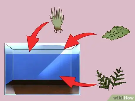 Imagen titulada Build a Self Sustaining Ecosystem Step 5
