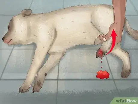 Imagen titulada Stop a Dog from Bleeding Step 9