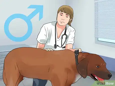 Imagen titulada Artificially Inseminate a Dog Step 2