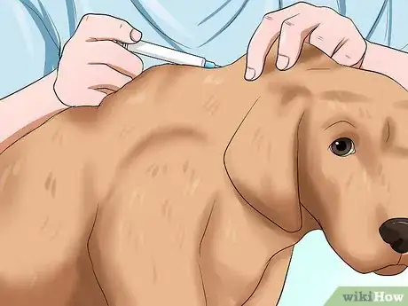 Imagen titulada Administer a Vaccine to a Dog Step 7