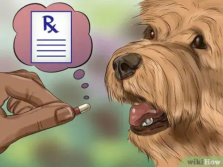 Imagen titulada Treat Pyometra in Dogs Step 4