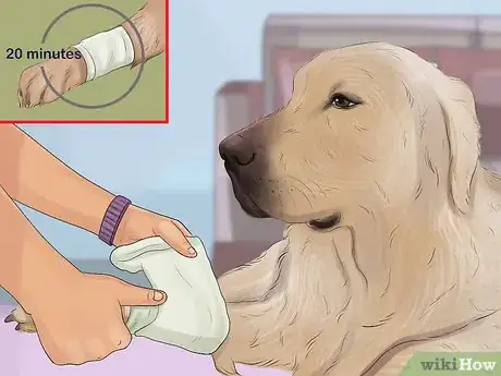 Imagen titulada Stop a Dog from Bleeding Step 7