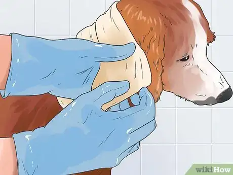 Imagen titulada Treat Hot Spots in Dogs Step 10