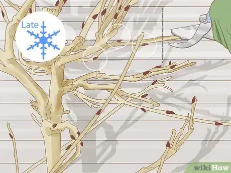Imagen titulada Prune Wisteria Step 3