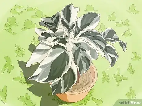 Imagen titulada Keep Variegation in Plants Step 2