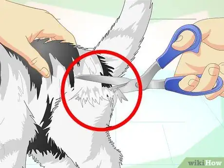 Imagen titulada Keep Your Cat from Urinating Where It Shouldn't Step 14