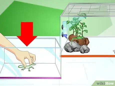 Imagen titulada Care for Your Lizard Step 11