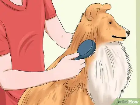 Imagen titulada Care for Shelties Step 12
