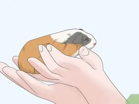 Imagen titulada Hold a Guinea Pig Step 8