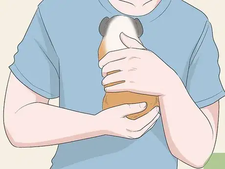 Imagen titulada Hold a Guinea Pig Step 7