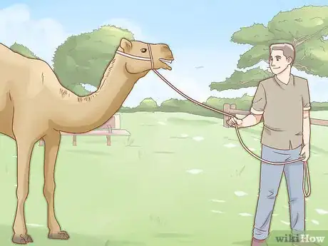 Imagen titulada Care for a Camel Step 13