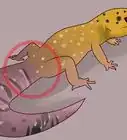 cuidar a un gecko leopardo