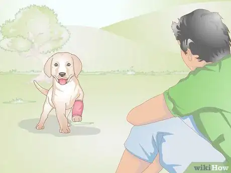 Imagen titulada Treat Broken Bones in Dogs Step 12