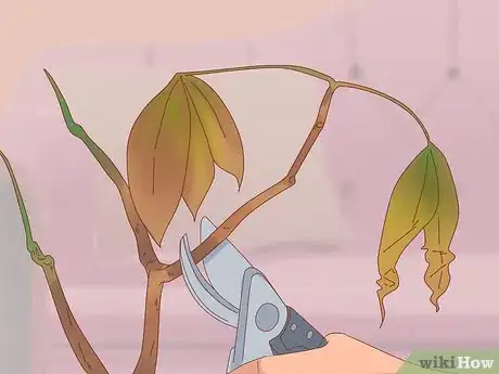 Imagen titulada Prune a Money Tree Step 8