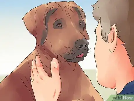 Imagen titulada Recognize Bloat in Dogs Step 13
