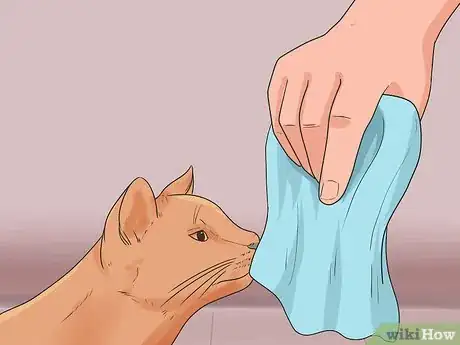 Imagen titulada Bring a Second Cat Into the Family and Not Make Your Old Cat Upset Step 7