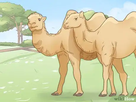Imagen titulada Care for a Camel Step 16