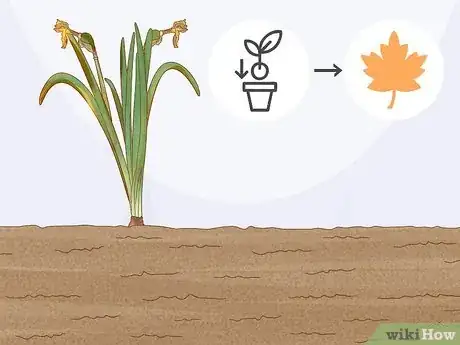 Imagen titulada Transplant Bulbs Step 2