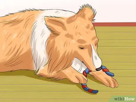 Imagen titulada Care for Shelties Step 18