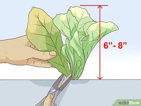 Imagen titulada Grow Mustard Greens Step 9