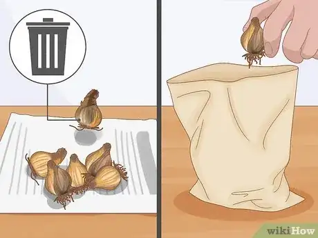 Imagen titulada Transplant Bulbs Step 7