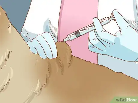 Imagen titulada Spot Rabies in a Dog Step 8
