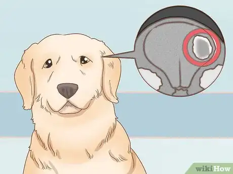 Imagen titulada Spot Rabies in a Dog Step 7