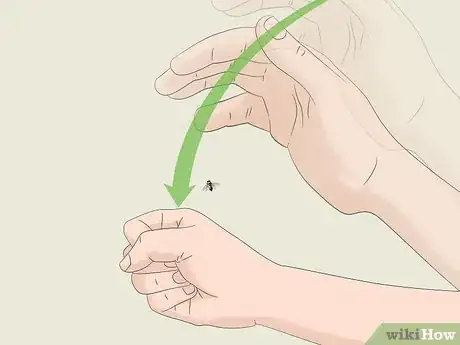 Imagen titulada Catch a Fly With Your Hands Step 8