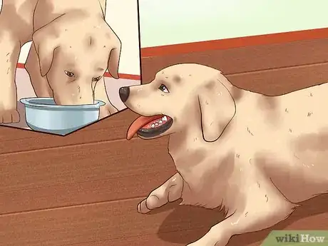 Imagen titulada Ease Your Dog's Stomach Problems Step 14