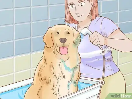 Imagen titulada Care for Dogs Step 10