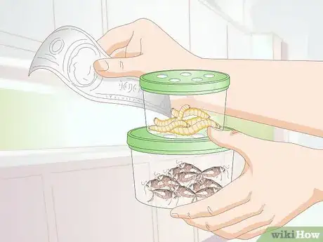 Imagen titulada Feed a Bearded Dragon Step 3