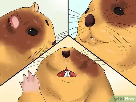 Imagen titulada Know if Your Hamster Is Dying Step 7