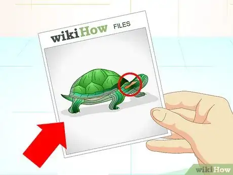 Imagen titulada Put a Sucker Fish in a Tank With a Turtle Step 2