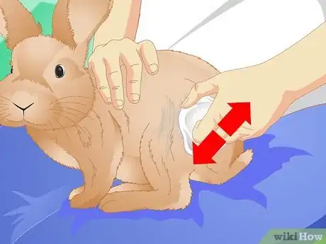 Imagen titulada Clean Your Rabbit Without Bathing It Step 3