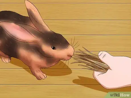 Imagen titulada Care for Rex Rabbits Step 11