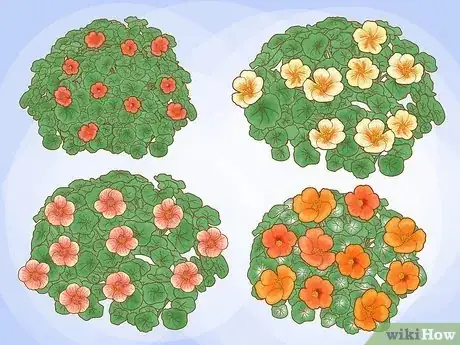 Imagen titulada Grow Nasturtiums Step 1